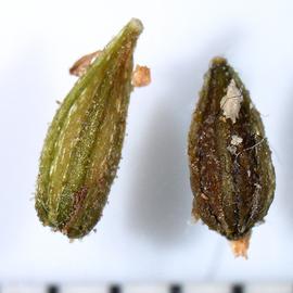   Fruits:   Boerhavia diffusa ; Photo by A. Margina, USDA APHIS PPQ, imageID.idtools.org
